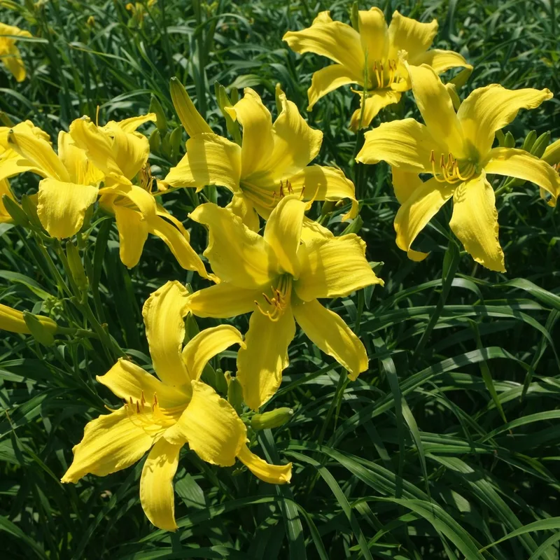 Yellow Titan daylily bloom