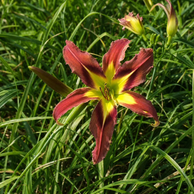 Brown Exotica AHS image