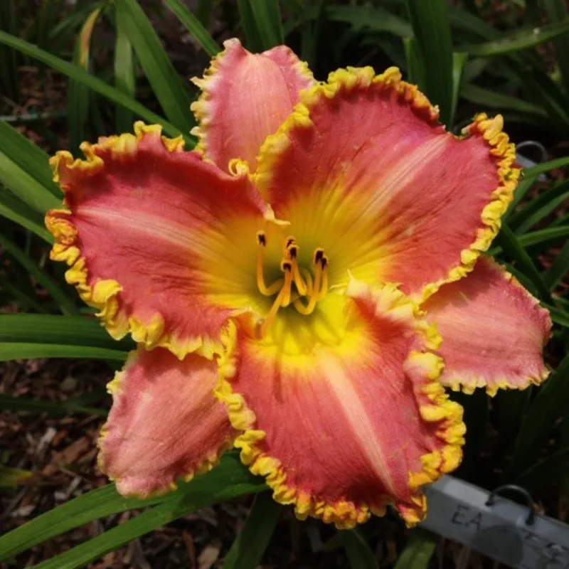 Heavenly Pink Fang AHS image