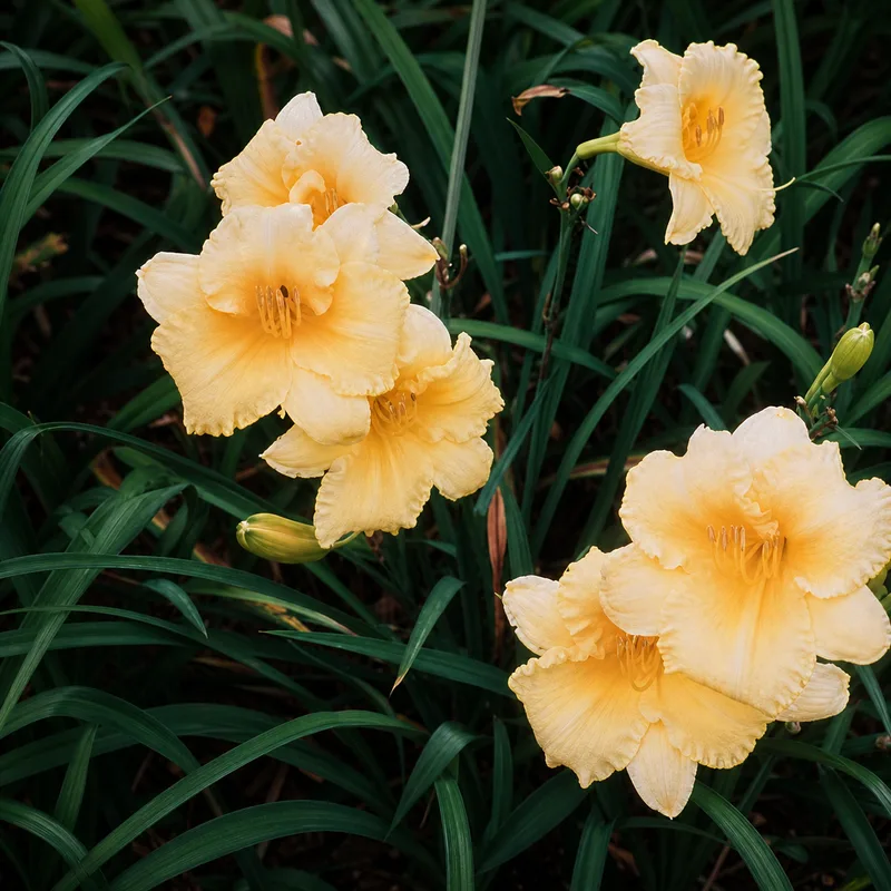 Carolina Citrine