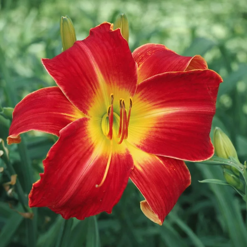 Suburban Nancy Gayle daylily bloom
