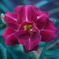Royal Corsage AHS image