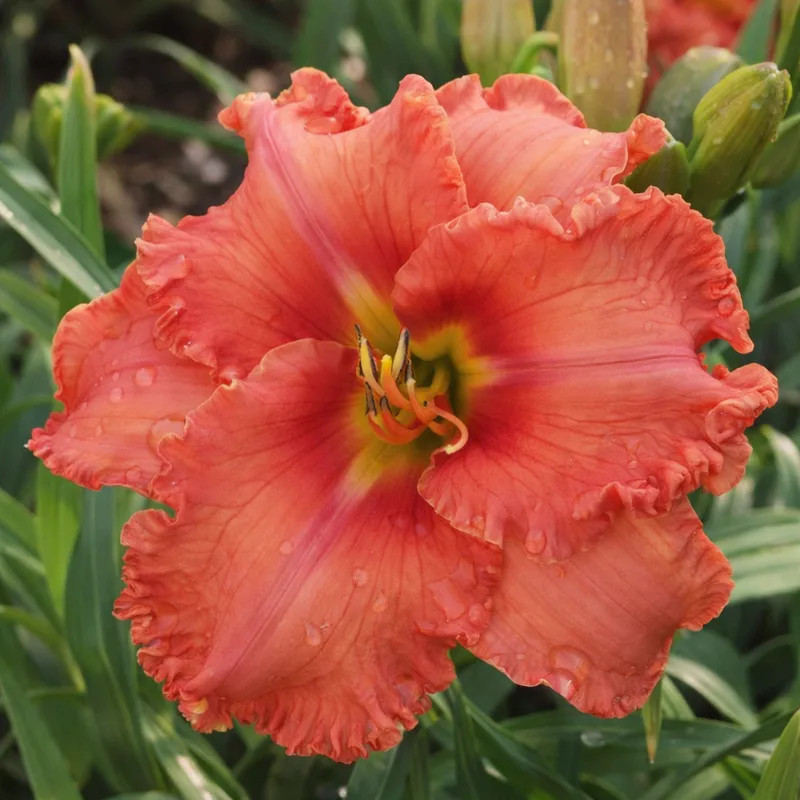 Renie's Delight AHS image