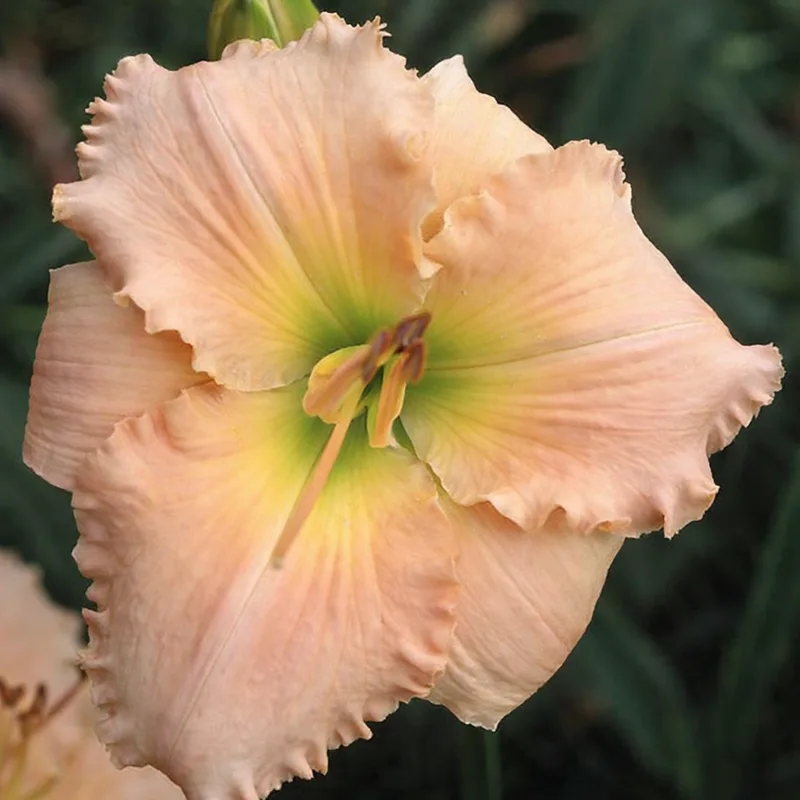 Love Comes Softly AHS image