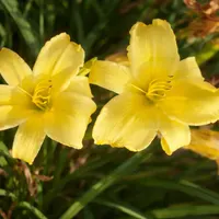 Burgess Gold Sun AHS image