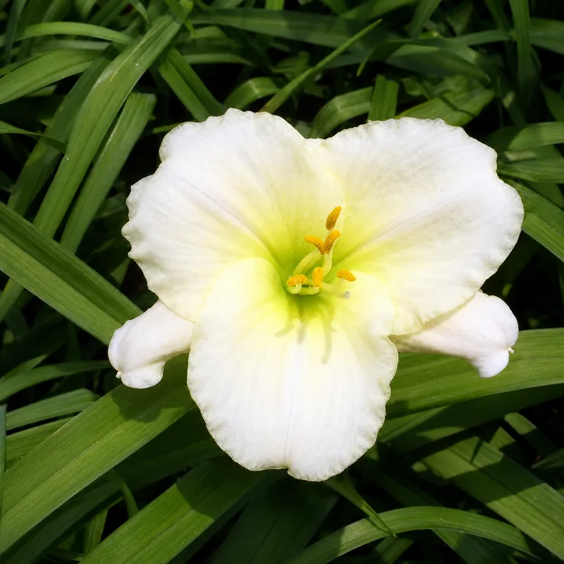 Bone China