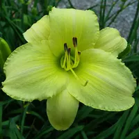 Pinhill Tall Goddess AHS image