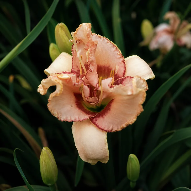Crested French Kiss