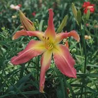 Suburban Clainey AHS image