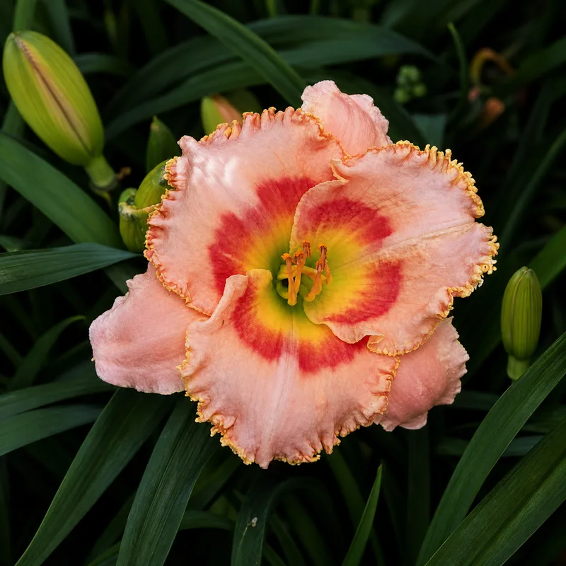 Suburban Julia daylily bloom