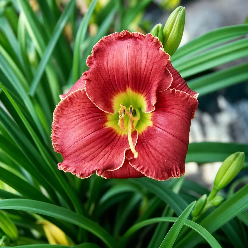 Crimson Treasure