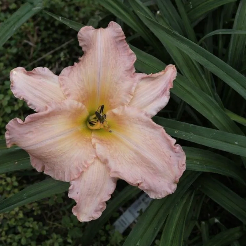 Booger daylily bloom