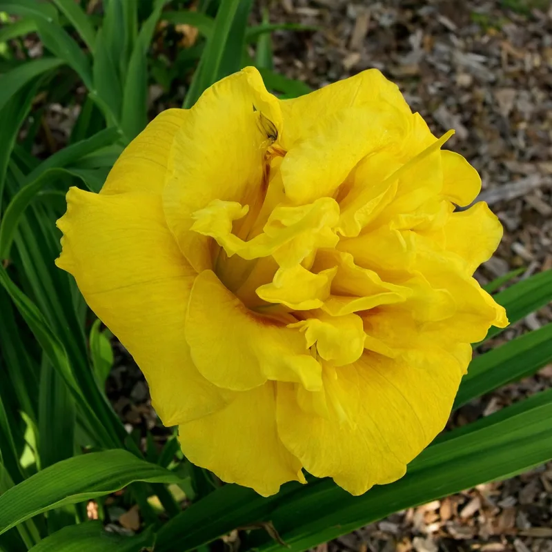 Jelly Filled Donut daylily bloom