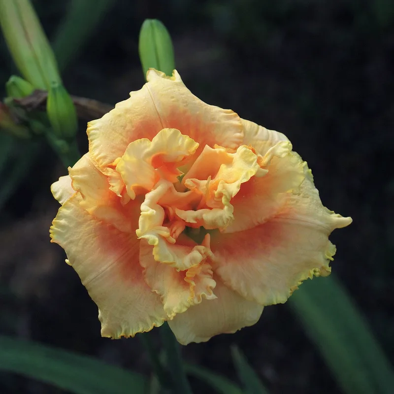 Codyted daylily bloom