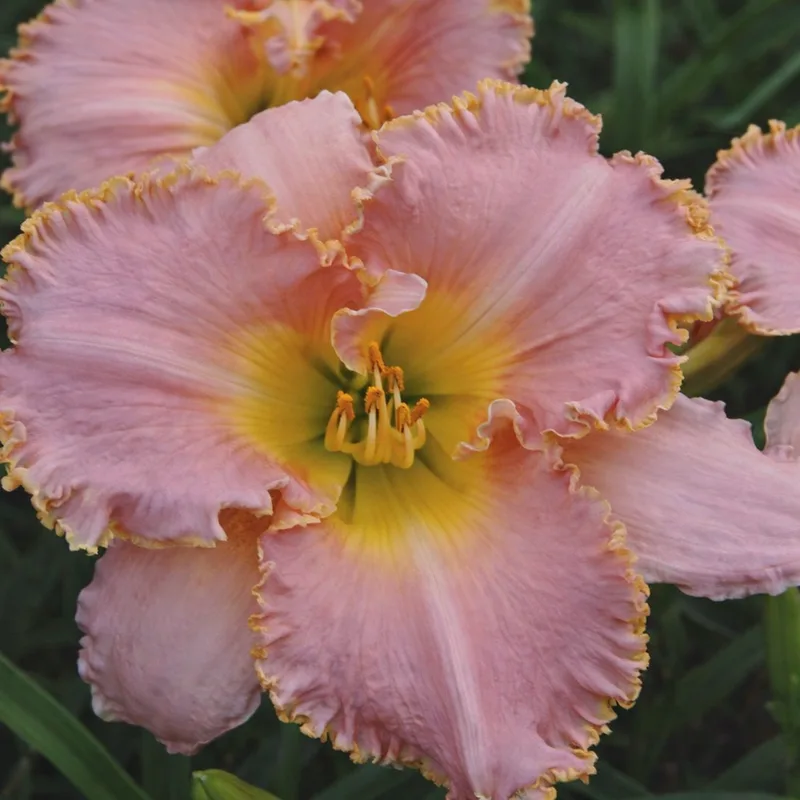 Jean Pink Remembered AHS image