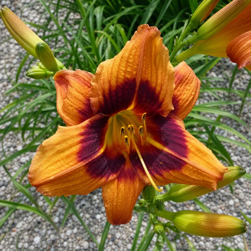 Borgia