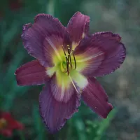 Ripple Effect AHS image