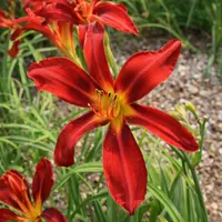Cayenne AHS image