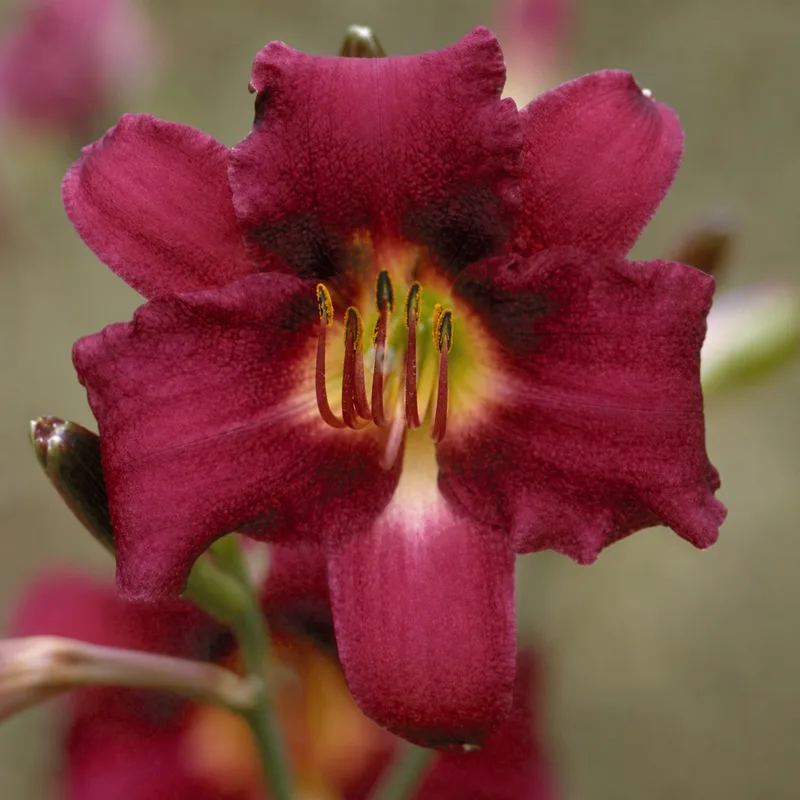 Blueberry Trumpets