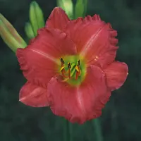 Bosie AHS image