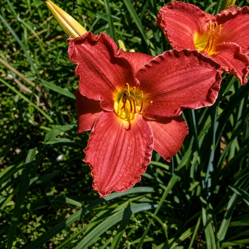 Brandied Rose
