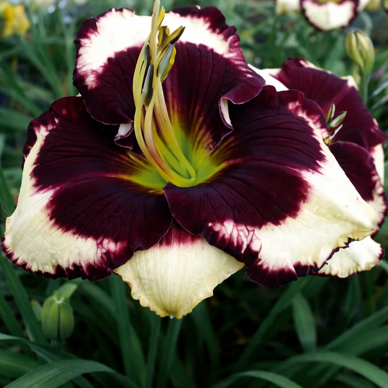 Crazy Ivan daylily bloom