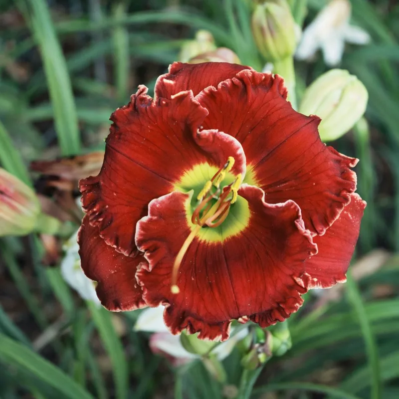 Ruby Corona AHS image