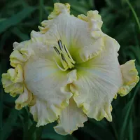 Boundless Beauty AHS image