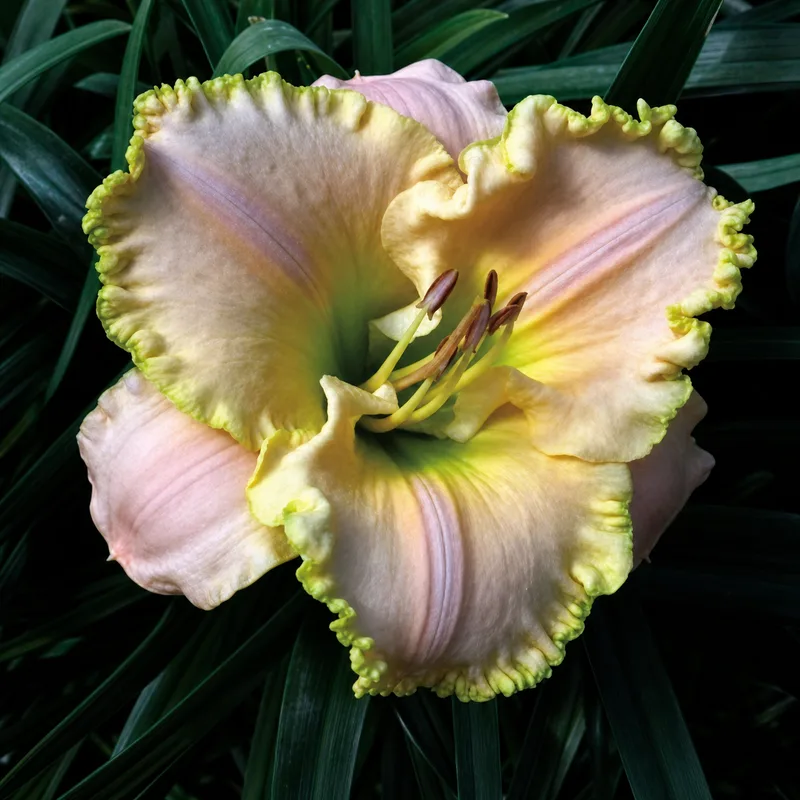 Aloha Hawaii