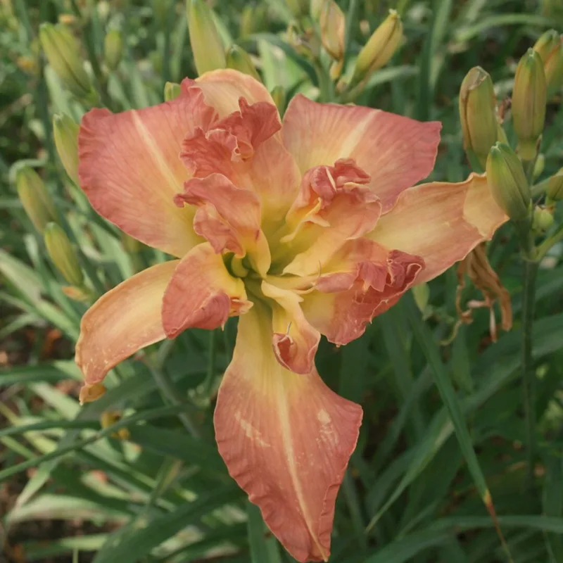 Airy Delight