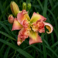 Rosy Outlook AHS image