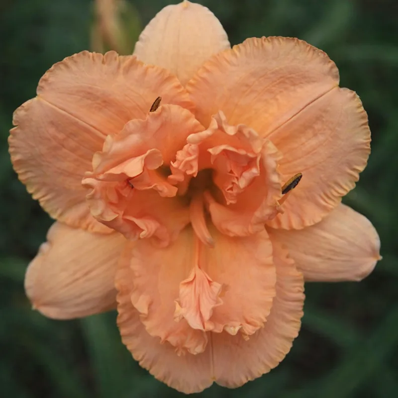 Ruffled Tutu daylily bloom