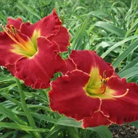 Mississippi Red Dragon AHS image