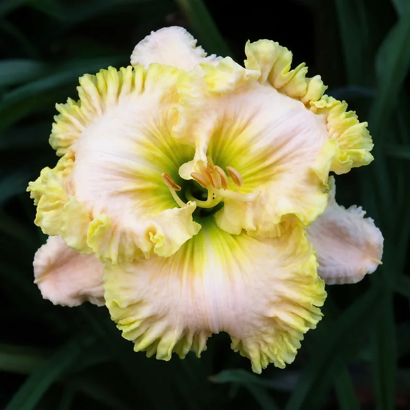 Wonder Of It All daylily bloom