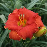Spacecoast Tiny Inferno AHS image