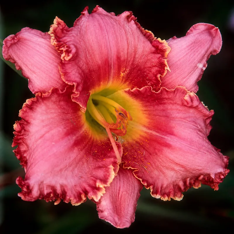 Forsyth Angel in Pink