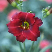 Bridget AHS image