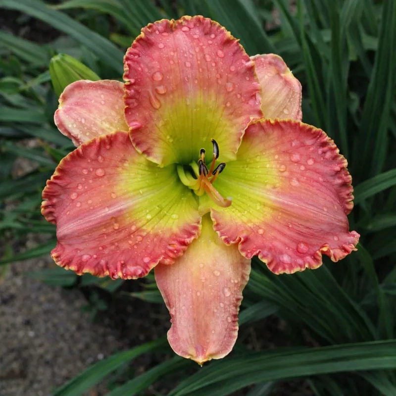 Rose Electra AHS image