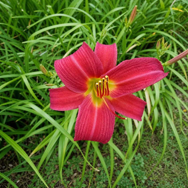 Bright Charm