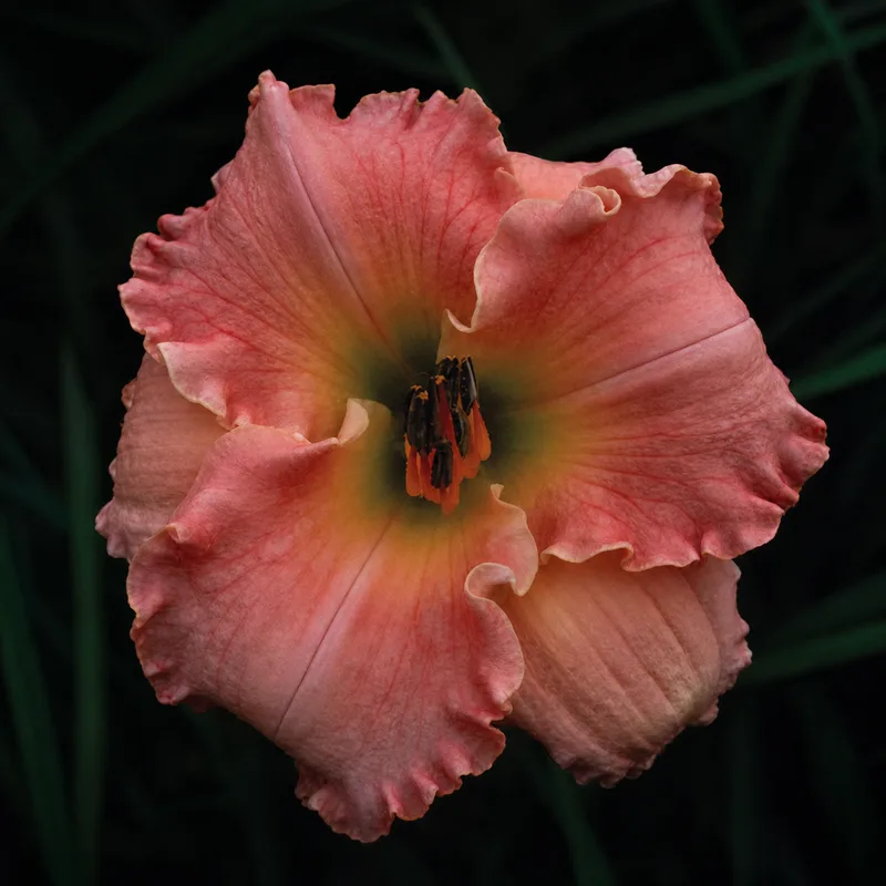 Bermuda