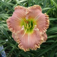 Ethel Buccola AHS image