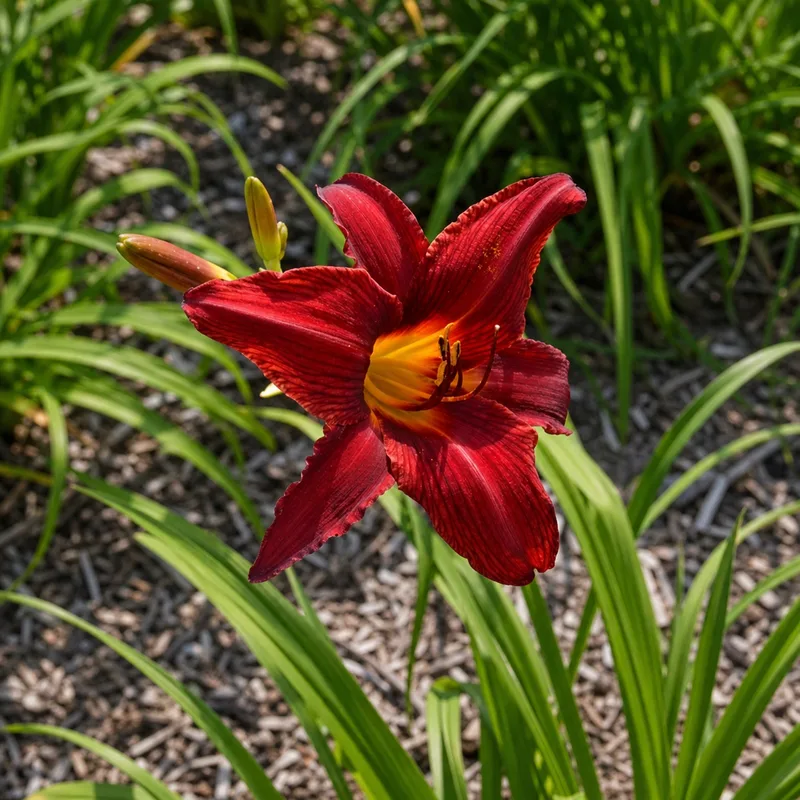 Bright Dancer