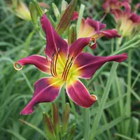 Purple Grasshopper AHS image