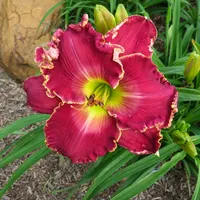 Cimarron Rose AHS image