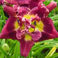 Marion Tyus AHS image