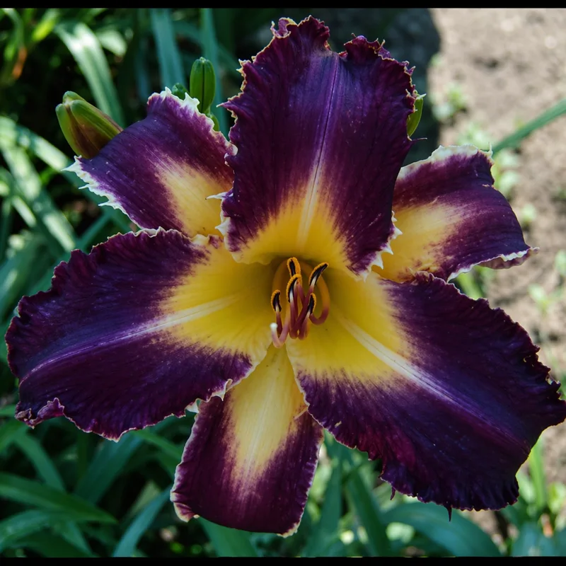 Purple Badger AHS image