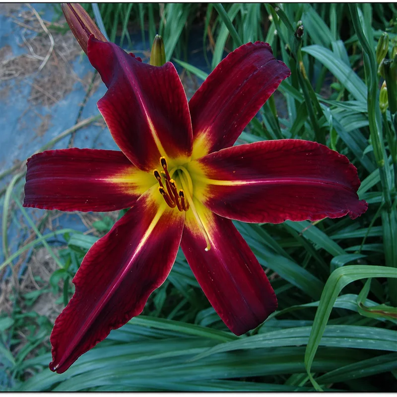 Rocket Jumper daylily bloom