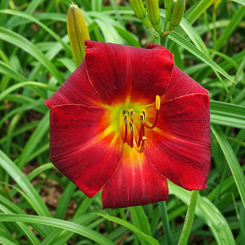 Antique Ruby