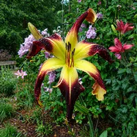 Scarlet Pimpernel AHS image