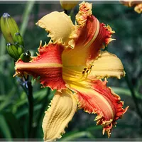 Discontinued or Sold catalog image